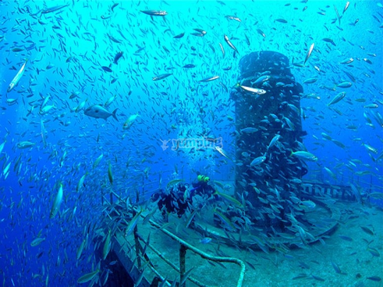 The wreck as an articifical reef The wreck as an articifical reef